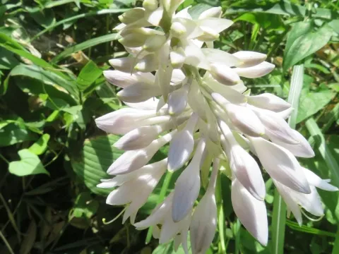 Hosta