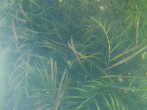 Sharp-leaf pondweed