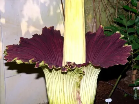 Amorphophallus gigas