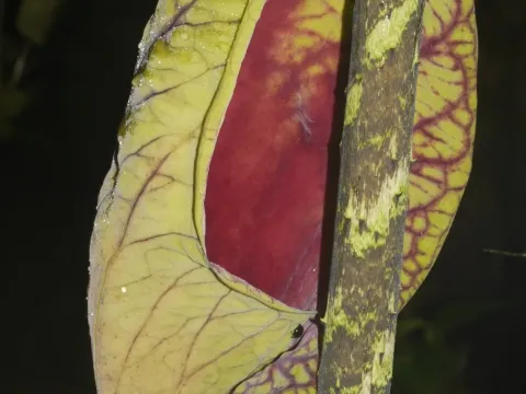 Dracontium