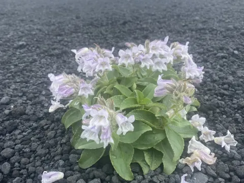 Pennellianthus
