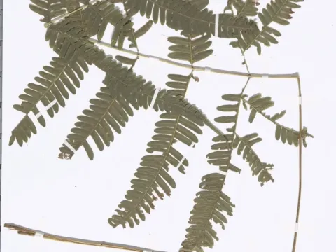 Pteris khasiana