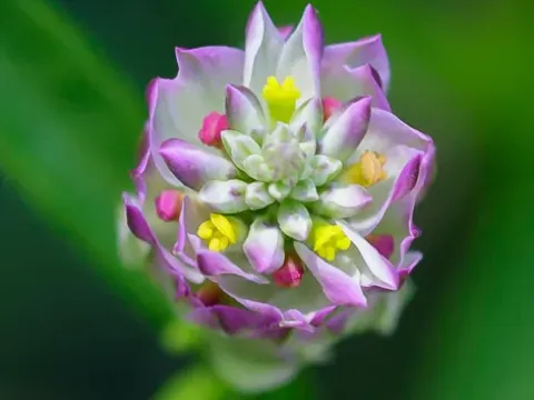 Blood Milkwort