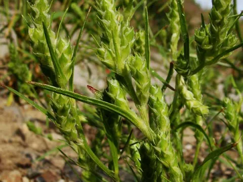 Long-beaked seed