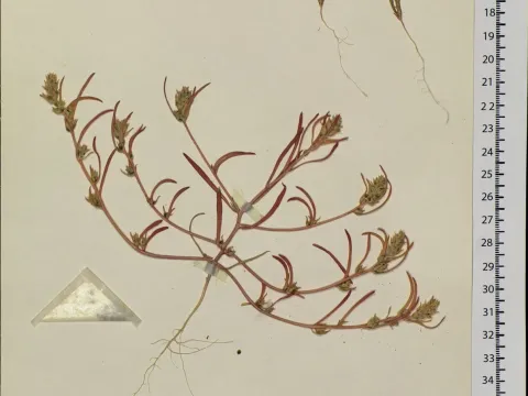 Staunton's combseed