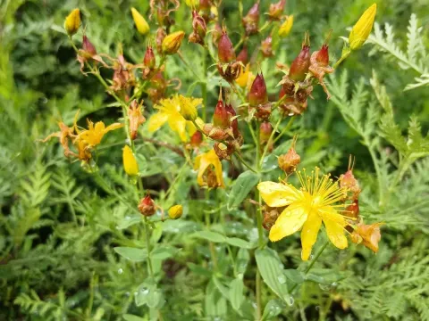 Hypericum attenuatum