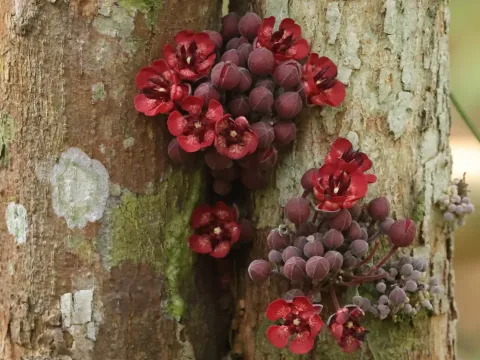 Theobroma speciosum