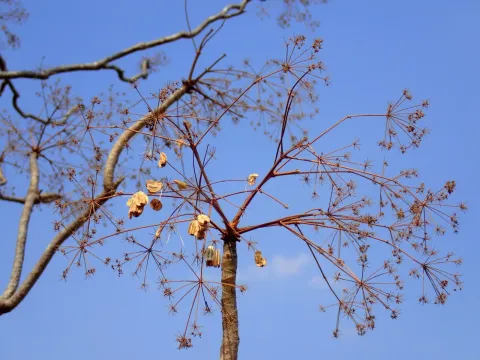 Steganotaenia