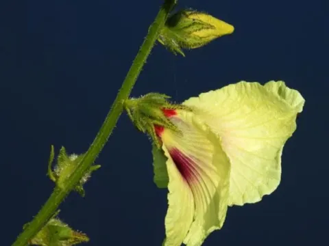 Swamp hibiscus