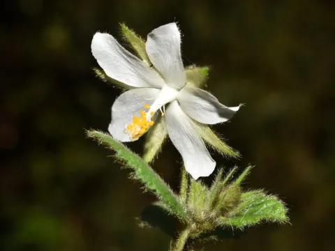 Hibiscus fuscus