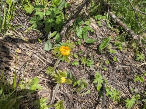 Golden pasqueflower