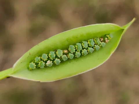 Spathicarpa