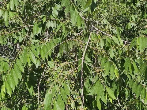 Grewia trichocarpa