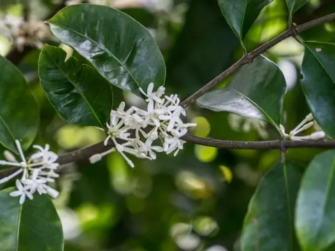 Pleiocarpa