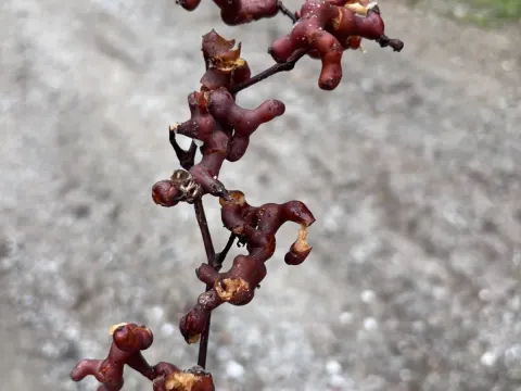 Japanese Raisin Tree