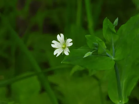 Ясколка даурская