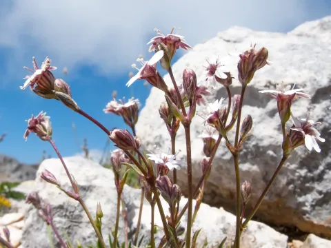 Silene marcowiczii
