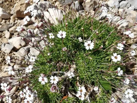 Silene dianthoides