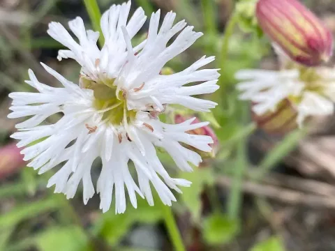 Silene lacera