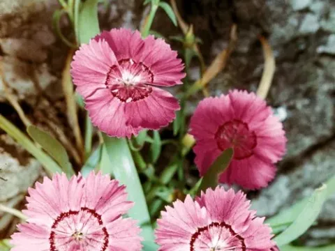 Dianthus raddeanus