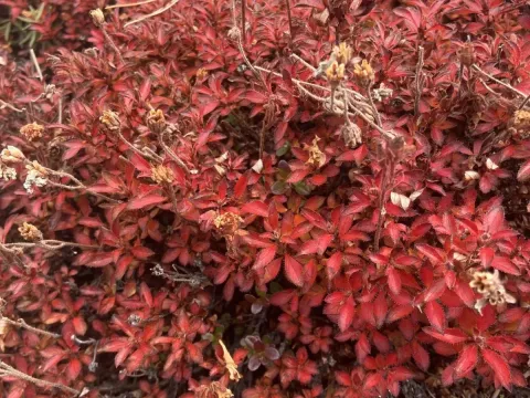 Rhododendron redowskianum