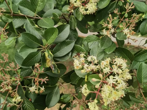 Calycophyllum multiflorum