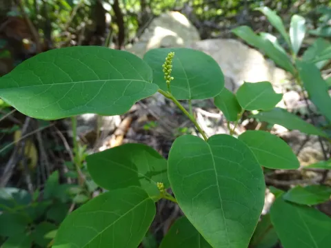 Neoshirakia