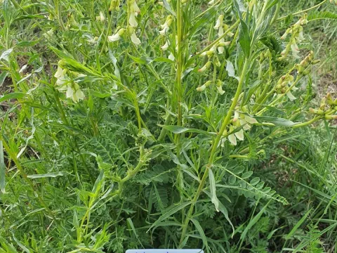 Mongolian milkvetch