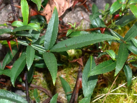Zanthoxylum acanthopodium