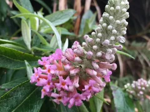 Long-spiked butterfly bush