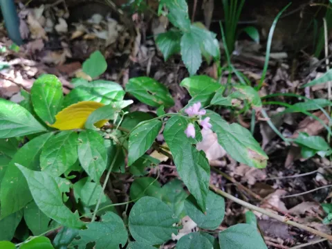 Desmodium oldhamii