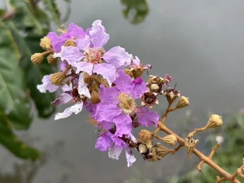 Lagerstroemia floribunda