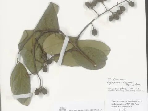 Lagerstroemia loudonii