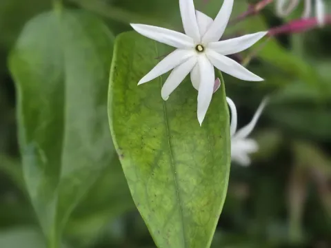Laurel-leaf jasmine