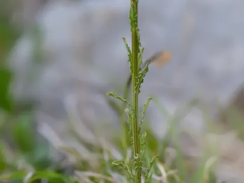 Erysimum ibericum