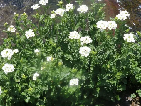 Cardamine uliginosa