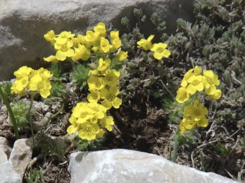 Draba bruniifolia
