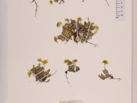Draba araratica