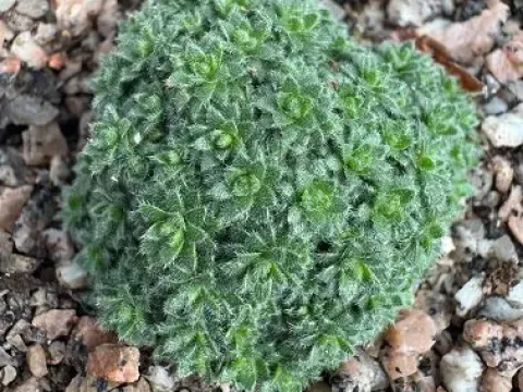 Крупка мягкоопушённая