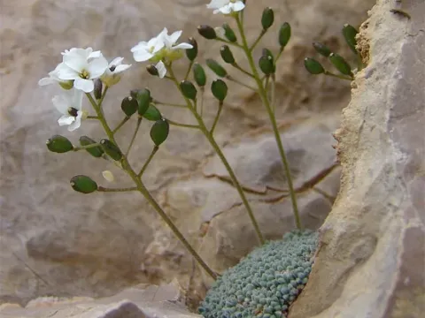 Draba ossetica