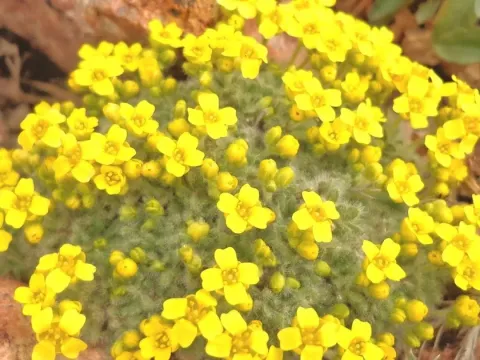 Крупка многоволосая