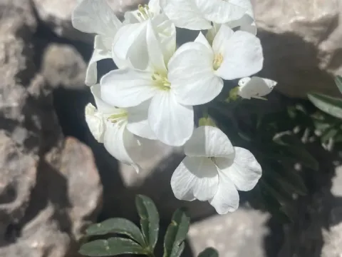 Cardamine bipinnata