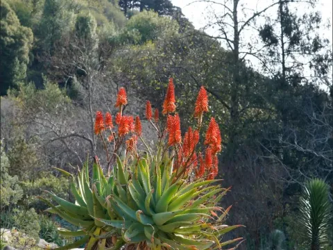 Aloe kedongensis