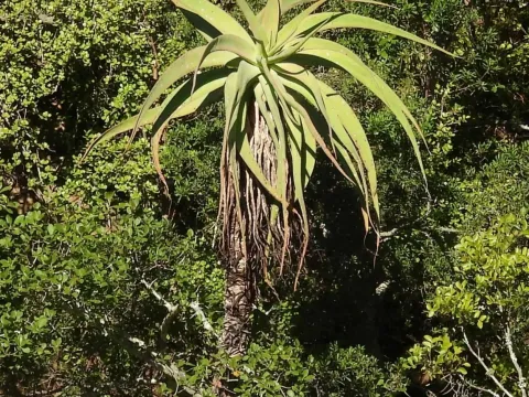 Aloe speciosa