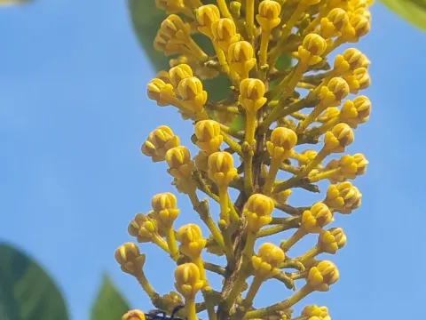 Lophanthera