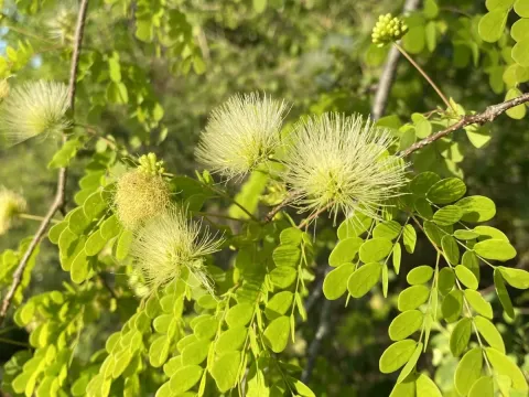 Lysiloma sabicu