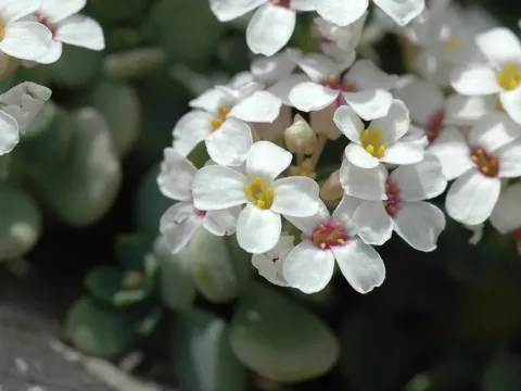 Aethionema retsina