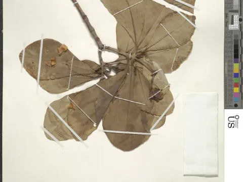 Clusia plukenetii