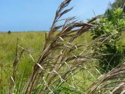 Heteropogon