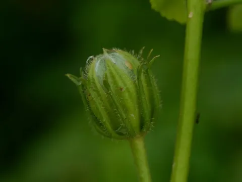 Forked hibiscus